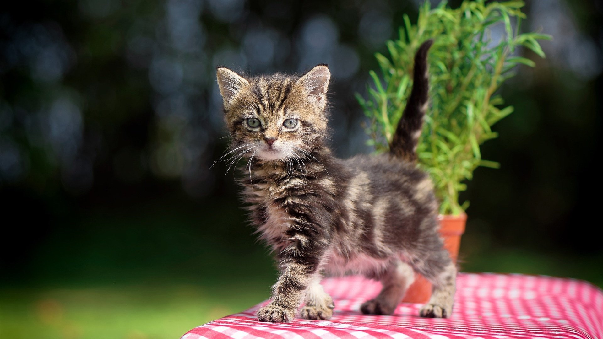 意甲长传反击:瞬间突破的美学展现,意甲集锦