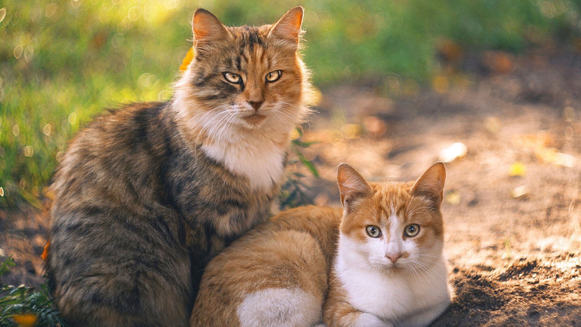 乐鱼体育登录-欧洲杯变化多端：战术安排引人惊叹！，欧洲杯进阶