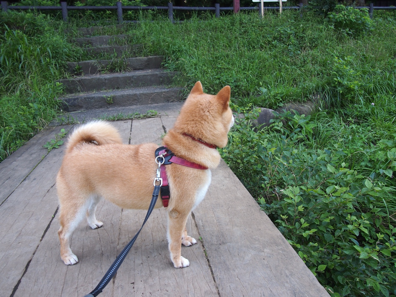 步行者减少失误增强比赛稳定性,步行者队比赛