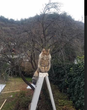 篮球类专业课程获教育部推荐进入多所高校体育教学体系,体育教育专业学生篮球基本功的训练