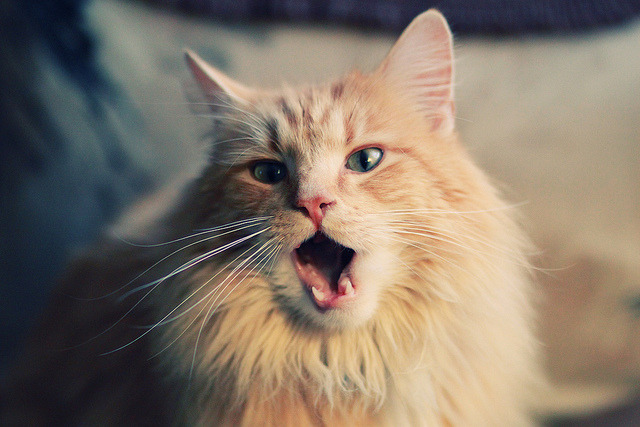 Leyu Sport下载-青少年球员数据档案管理系统上线提升人才评估科学性，青少年球员转会规定